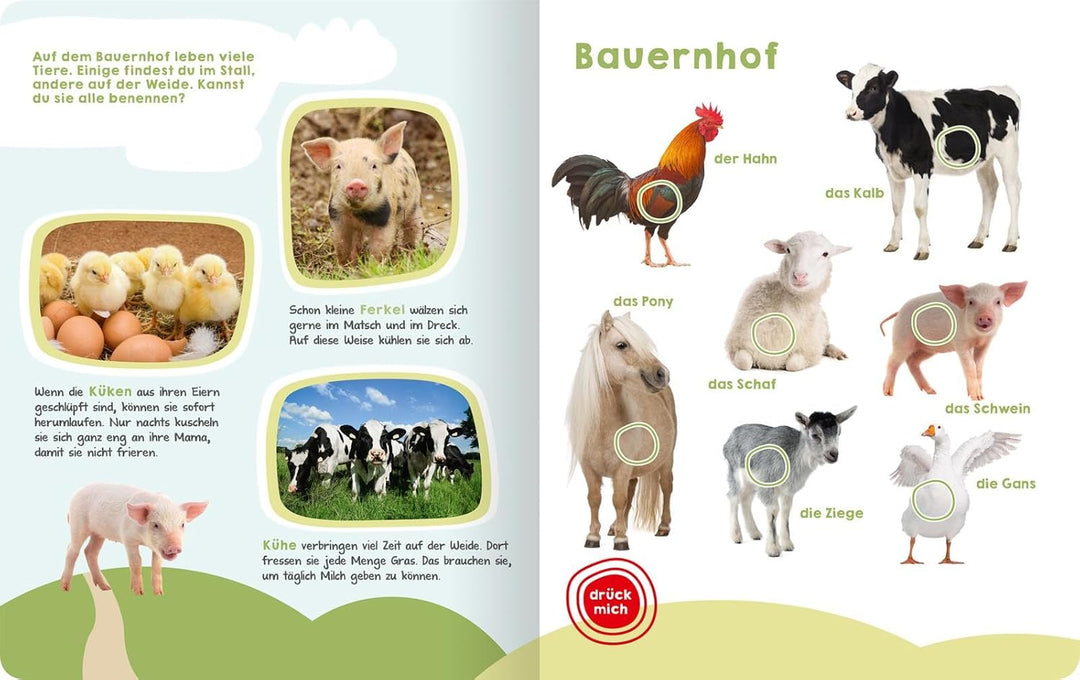 Mein grosses Buch der Tiergeräusche: Mit 50 Sounds | Hochwertiges Soundbuch mit realistischen Sounds