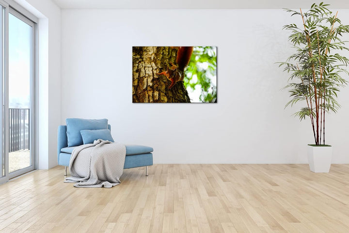 deyoli zutrauliches wildes Eichhörnchen Format: 80x60 als Leinwandbild, Motiv fertig gerahmt auf Ech