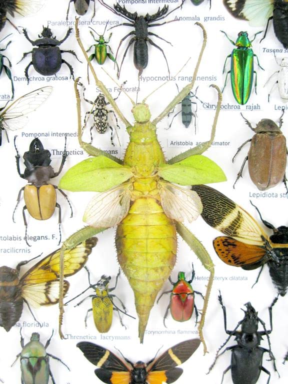 Echte exotische riesige Käfer, Insekten und Krabbler im grossen XXL 3D Schaukasten aus Holz - Insekt