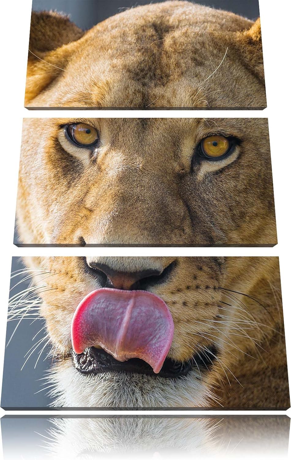 Pixxprint anmutige Löwin 3-Teiler Leinwandbild 120x80 Bild auf Leinwand
