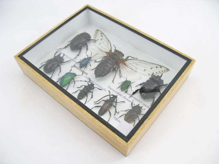 Echte exotische riesige Käfer, Insekten und Krabbler im 3D Schaukasten aus Holz - Insekten - Taxider