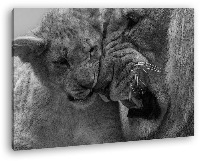 deyoli wilde Löwen Effekt: Schwarz/Weiss im Format: 100x70 als Leinwandbild, Motiv fertig gerahmt au