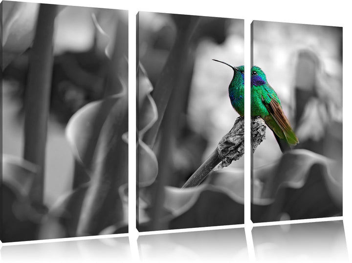 Pixxprint Kolibri in seinem natürlichen Lebensraum B&amp;W Detail 3-Teiler Leinwandbild 120x80 Bild auf