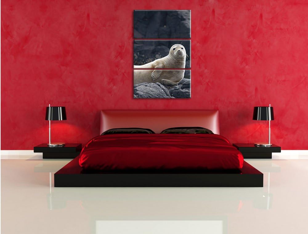 Pixxprint Robbe entspannt auf Felsen als Leinwandbild/Grösse: 3 Teilig (120x80) cm/Wandbild/Kunstdru