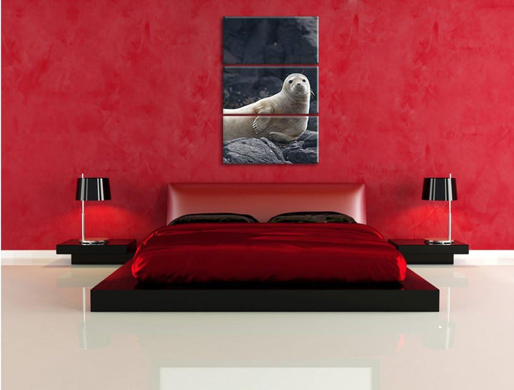 Pixxprint Robbe entspannt auf Felsen als Leinwandbild/Grösse: 3 Teilig (120x80) cm/Wandbild/Kunstdru