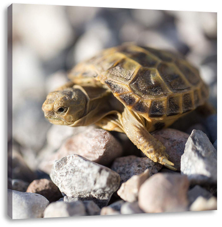 Kleine Schildkröte, Format: 70x70 auf Leinwand, XXL riesige Bilder fertig gerahmt mit Keilrahmen, Ku