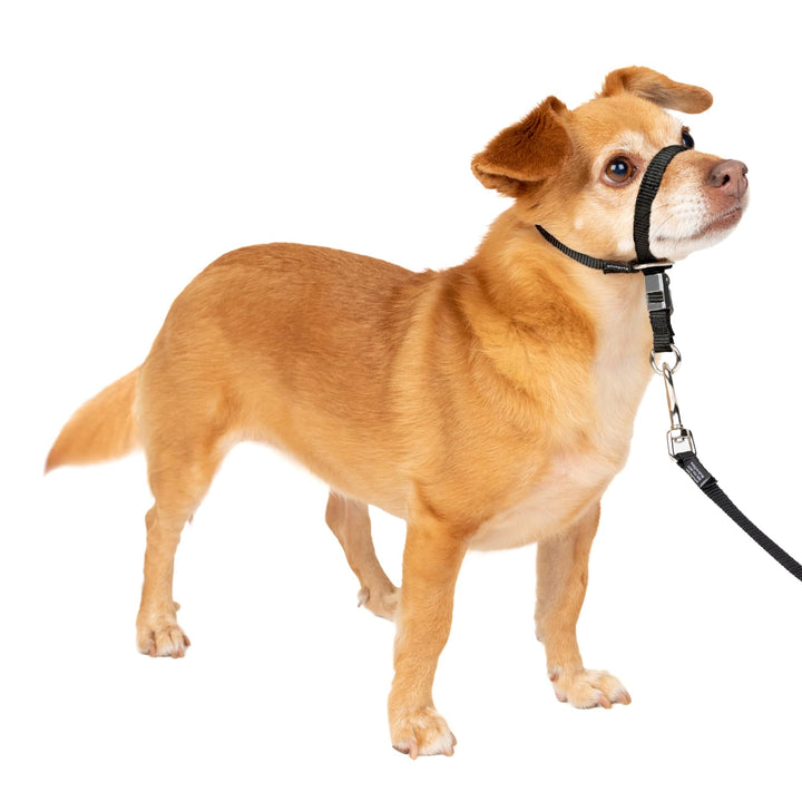 PetSafe Sanfter Führer Halsband mit Trainings-DVD schwarz Petite Under 5 Lb., schwarz Petite Under 5