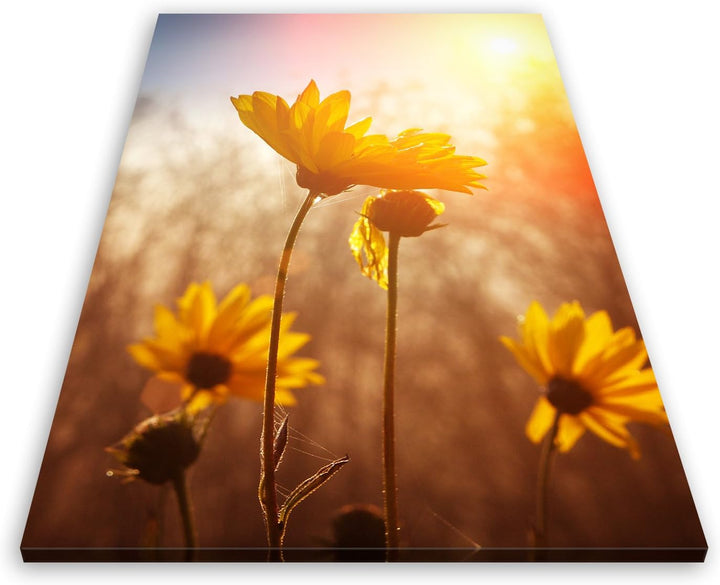 ge Bildet Bild auf Leinwand | Gänseblümchen in 50x70 cm als Wandbild | Wand-deko Dekoration Wohnung