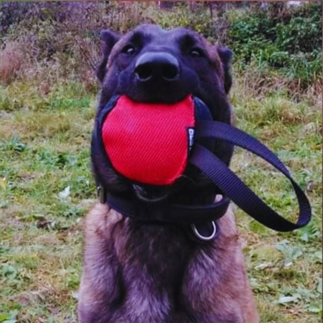 Dingo Gear Trainings-Spielzeug Nylcott French Material Training Spiel Apport IGP K9 Obedience Apport