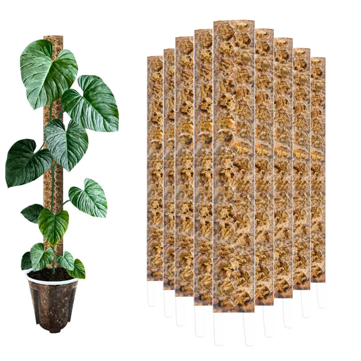 Moosstab [PlantScraper] 30 cm (S) / 3 Stück/Klar | Pflanzenstab | Moss Pole | Rankstab | Moosstange
