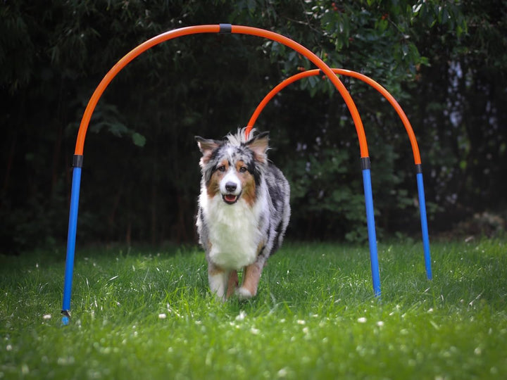 Lemodo Hoopers Set mit 2 Bögen, Agility Set, Steckhürden-Set mit Tasche, Hundesport, Hundetraining S
