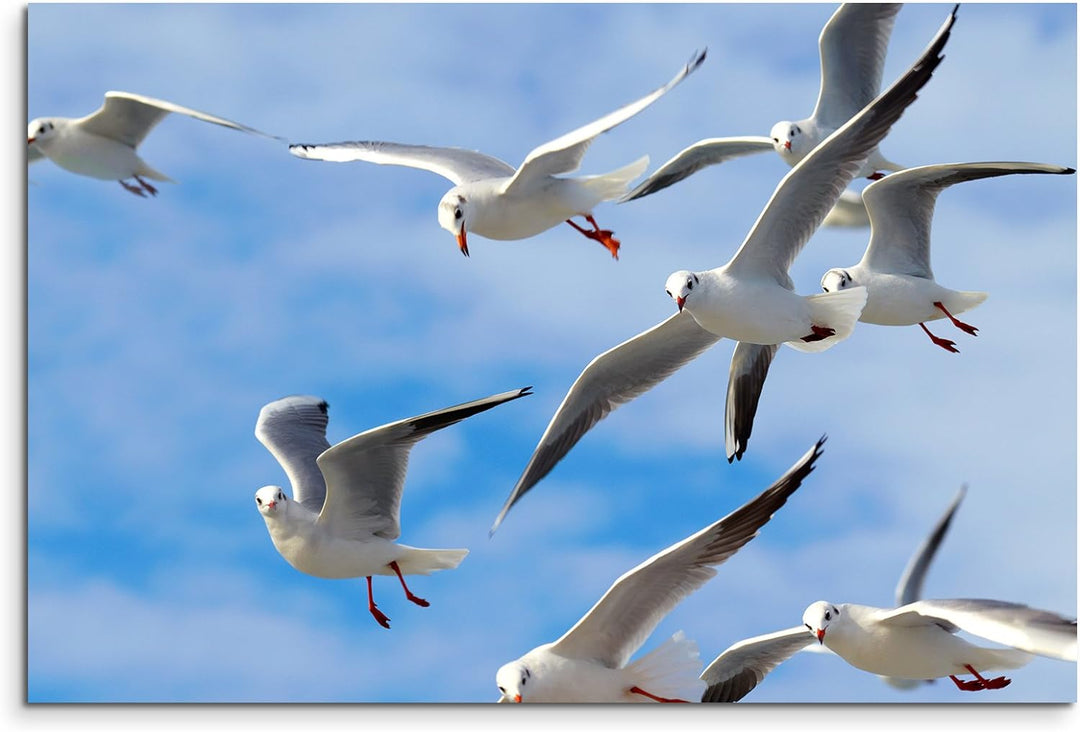 Paul Sinus Art XXL Fotoleinwand 120x80cm Tierfotografie – Möwen in der Luft auf Leinwand Exklusives