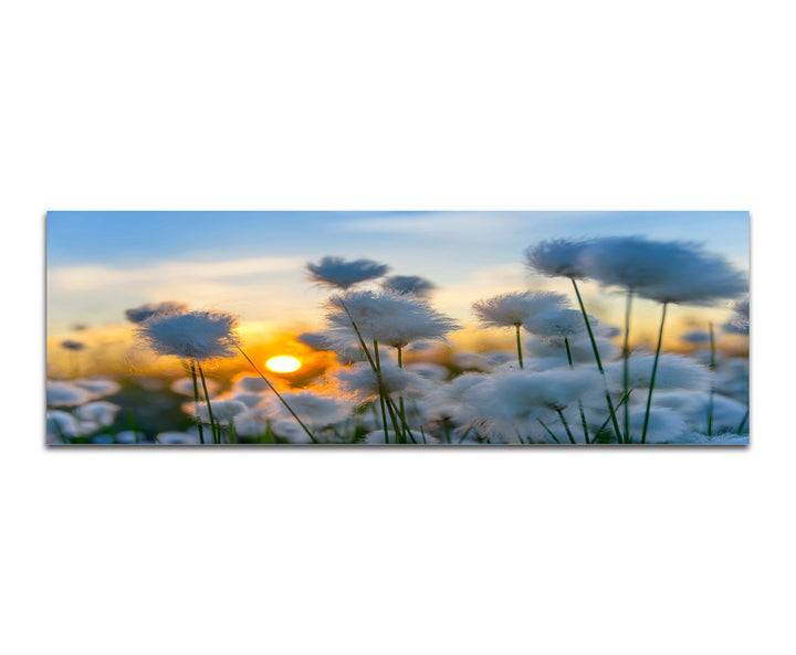 Paul Sinus Art Panoramabild auf Leinwand und Keilrahmen 150x50cm Baumwollpflanze Feld Sonnenuntergan