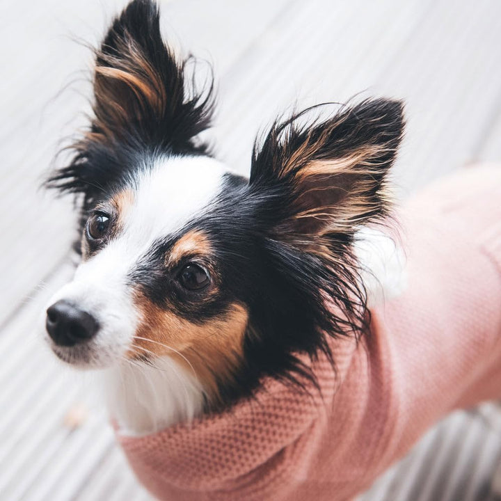 HUNTER Hundepullover RÖGLA, Farbe: rosa, leichter Strickpullover mit Plüsch-Kapuze, weich & elastisc