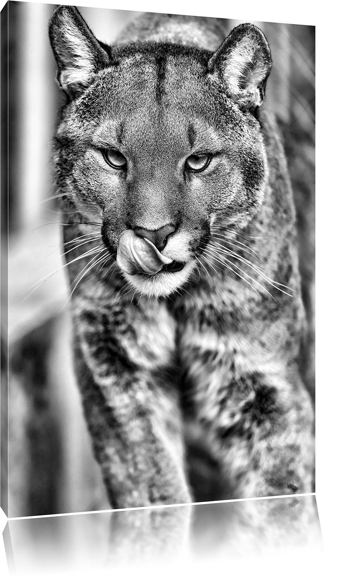 Monocrome, anmutiger Puma, Format: 100x70 auf Leinwand, XXL riesige Bilder fertig gerahmt mit Keilra