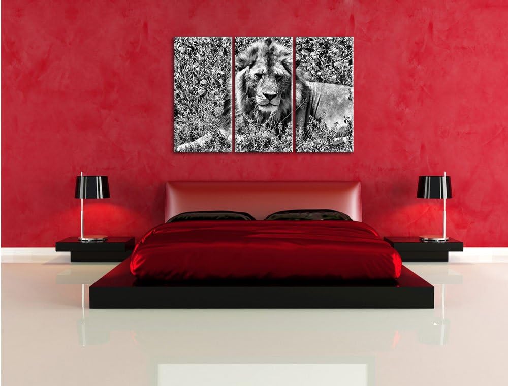 Pixxprint müder Löwe ruht im Gras als Leinwandbild/Grösse: 3 Teilig (120x80) cm/Wandbild/Kunstdruck/