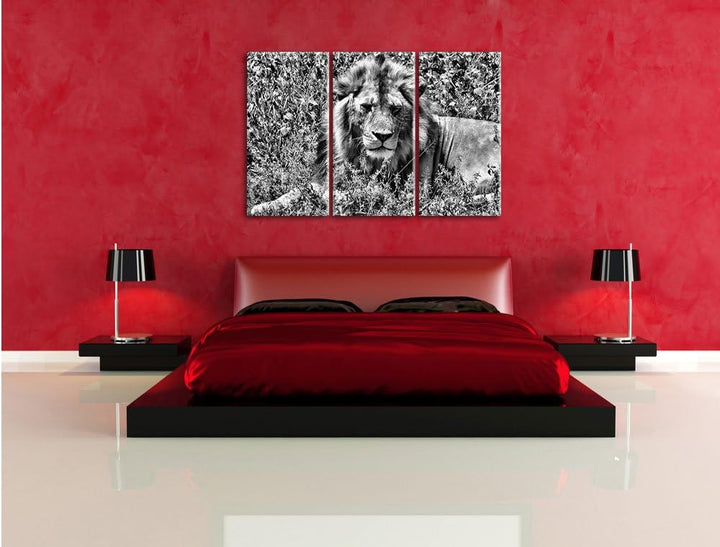 Pixxprint müder Löwe ruht im Gras als Leinwandbild/Grösse: 3 Teilig (120x80) cm/Wandbild/Kunstdruck/