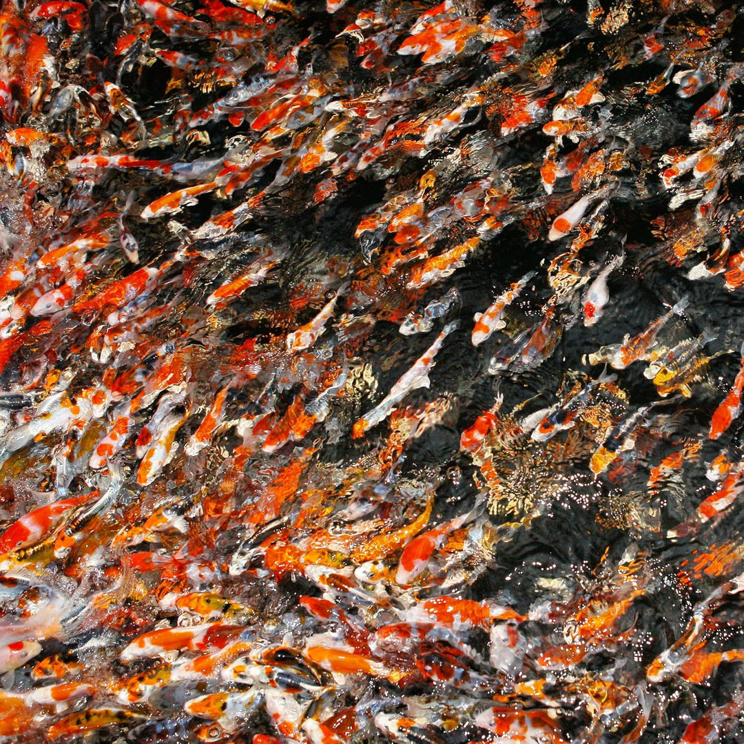 ProPondColor, Grösse M, 2,5 kg M 2,5 kg, M 2,5 kg