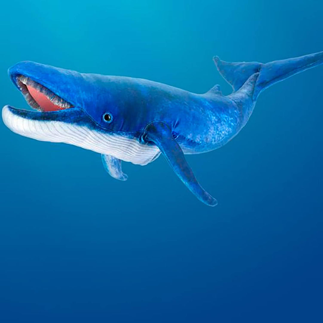Blauwal/Blue Whale