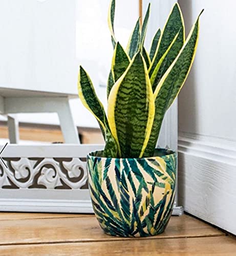 Ivyline Monza Pflanzgefäss für den Innenbereich, botanischer Farn, 13 cm Durchmesser, Creme/Grün