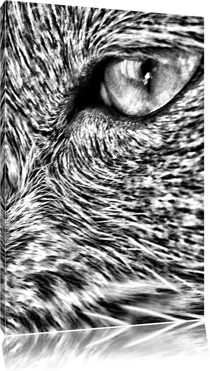 Pixxprint Katze mit blauen Augen als Leinwandbild/Grösse: 100x70 cm/Wandbild/Kunstdruck/fertig bespa