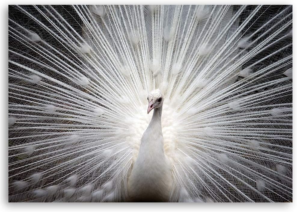 Leinwandbild XXL Tier Wandbild Kunst Vogel Weiss 120x80 cm M14235 120x80 cm, M14235 120x80 cm