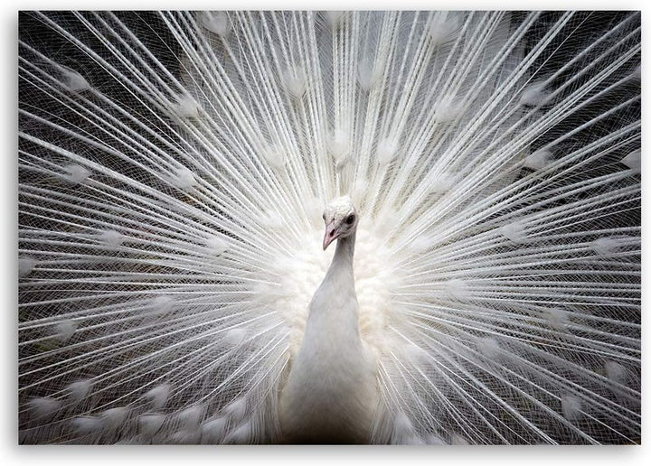 Leinwandbild XXL Tier Wandbild Kunst Vogel Weiss 120x80 cm M14235 120x80 cm, M14235 120x80 cm