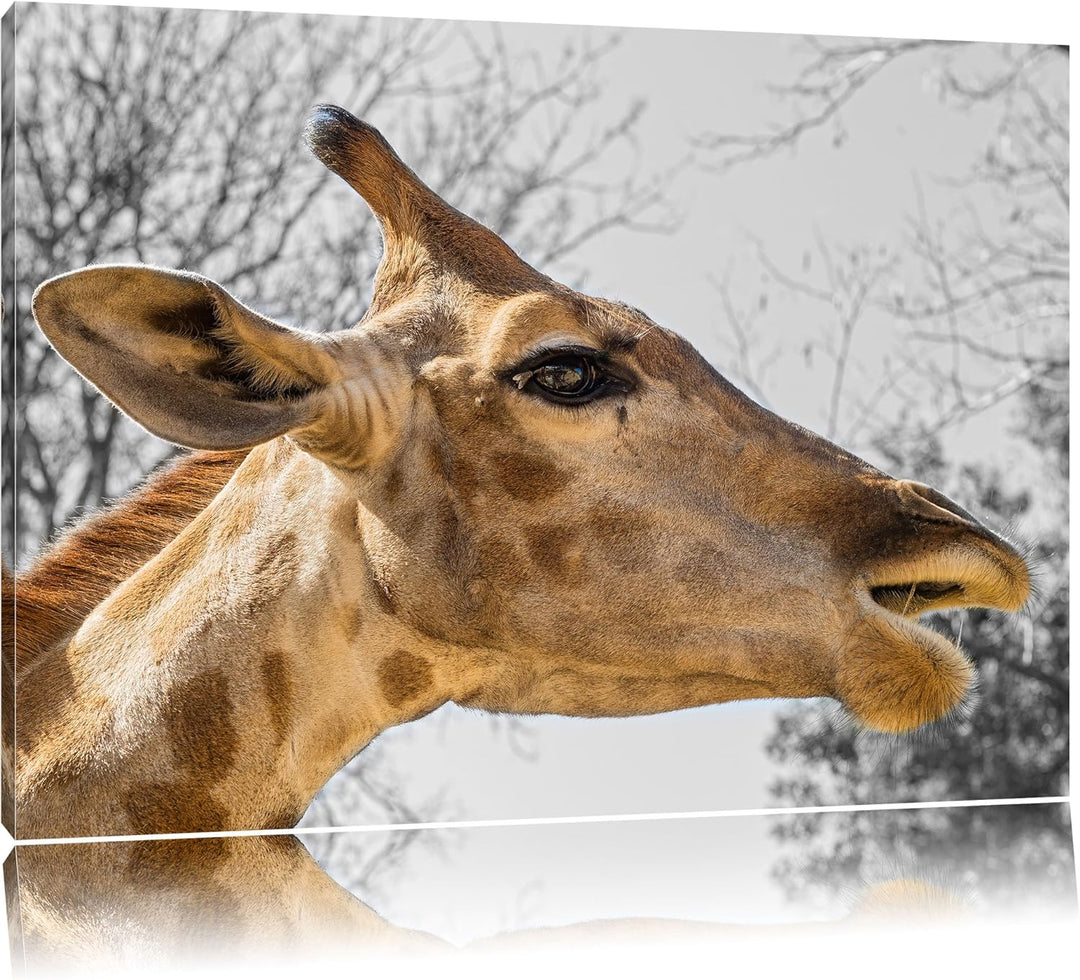 anmutige Giraffe isst schwarz/weiss auf Leinwand, XXL riesige Bilder fertig gerahmt mit Keilrahmen,