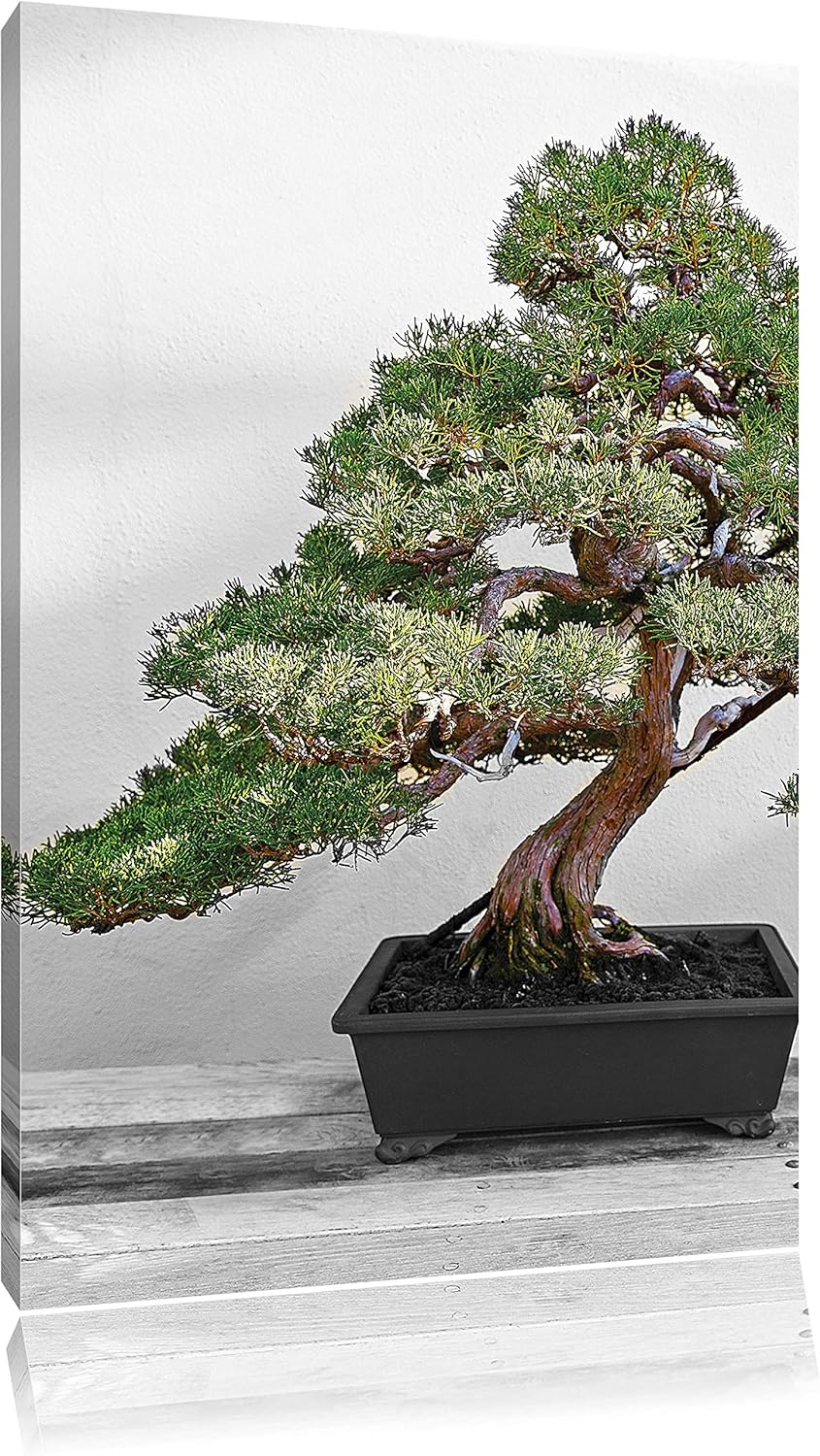 Pixxprint Bonsai Baum auf Holztisch als Leinwandbild/Grösse: 120x80 / Wandbild/Kunstdruck/fertig bes