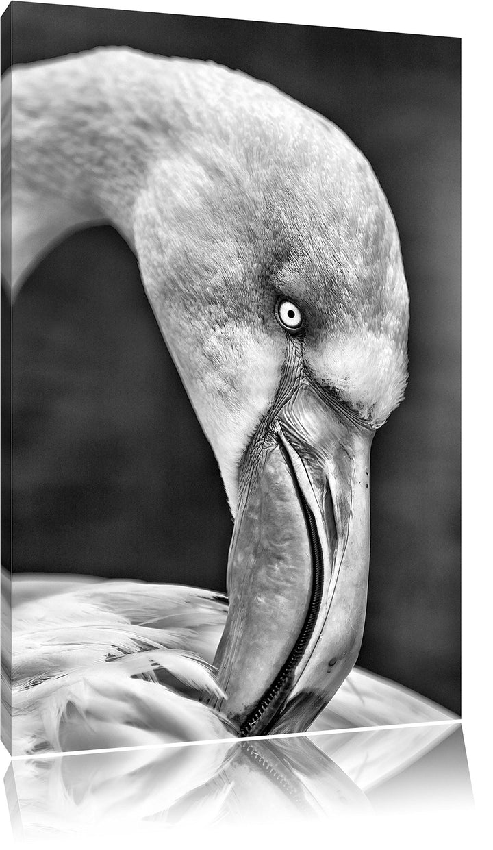 Pixxprint Flamingo beim Putzen als Leinwandbild/Grösse: 100x70 cm/Wandbild/Kunstdruck/fertig bespann