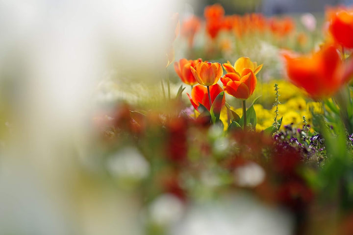 HD PENTAX-D FA85mm F1.4 ED SDM Premium Porträtbrennweite, Neue Generation von Objektiven der Star-Se