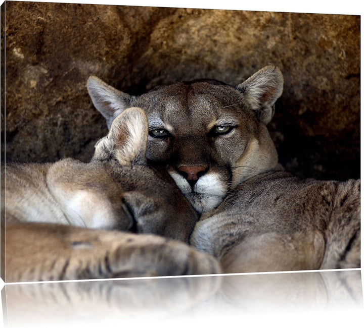 verschlafenes Puma Paar, Format: 100x70 auf Leinwand, XXL riesige Bilder fertig gerahmt mit Keilrahm