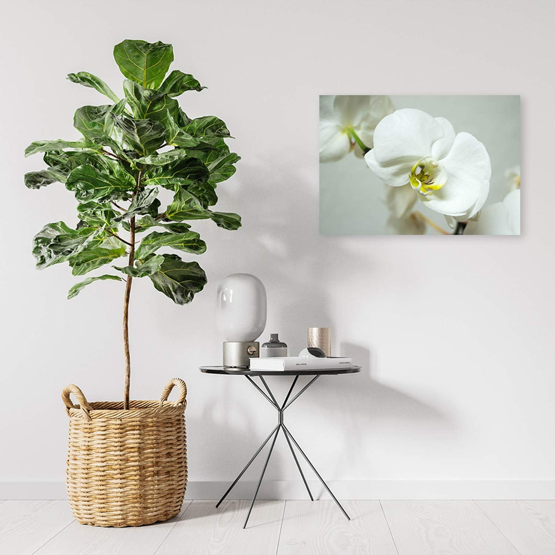 Feeby Leinwandbild Orchidee Bild Kunstdruck Pflanze Weiss 70x50 cm Leinwandbild 70x50 cm Weiss_b, Le