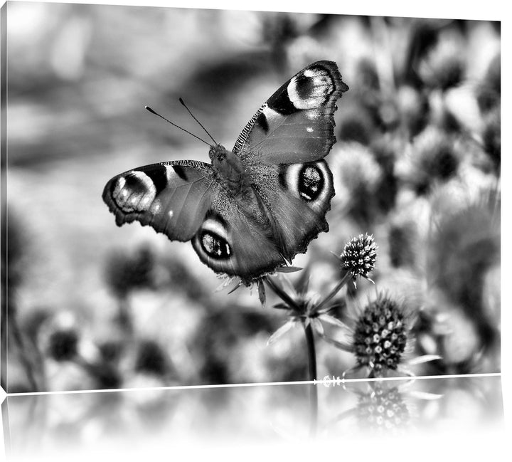 Pixxprint Monocrome, Schöner Schmetterling Pfauenauge, Format: 100x70 auf Leinwand, XXL riesige Bild