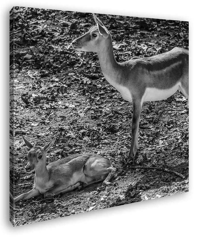 Gazelle mit süssem Baby in der Natur im Format: 70x70 Effekt: Schwarz&amp;Weiss als Leinwandbild, Motiv