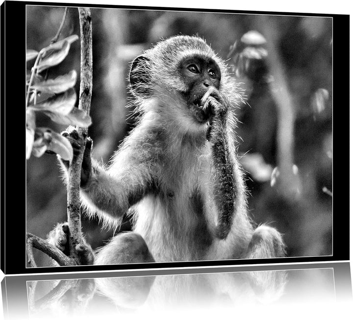 Pixxprint junges Äffchen auf Baum / 100x70cm Leinwandbild bespannt auf Holzrahmen/Wandbild Kunstdruc