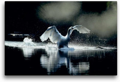 Premium Textil-Leinwand 45 x 30 cm Quer-Format Ein Bild SWANS Kalender. weiss Eleganz | Wandbild, HD