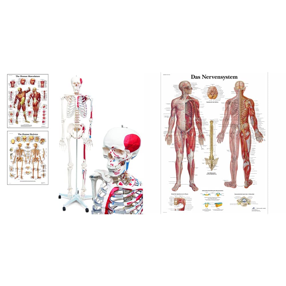Elementary Anatomy Skelett - Mike, das Budget-Muskelskelett & Ursprüngen - Schulungsmaterialien - Ha