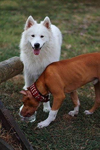 Bestia Star Hundehalsband mit Nieten und Innenpolsterung 6,5 cm Breit XL- 57.5 bis 65 cm Halsumfang