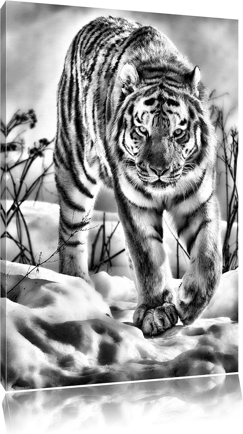 Pixxprint Tiger im Schnee als Leinwandbild/Grösse: 100x70 / Wandbild/Kunstdruck/fertig bespannt, 100