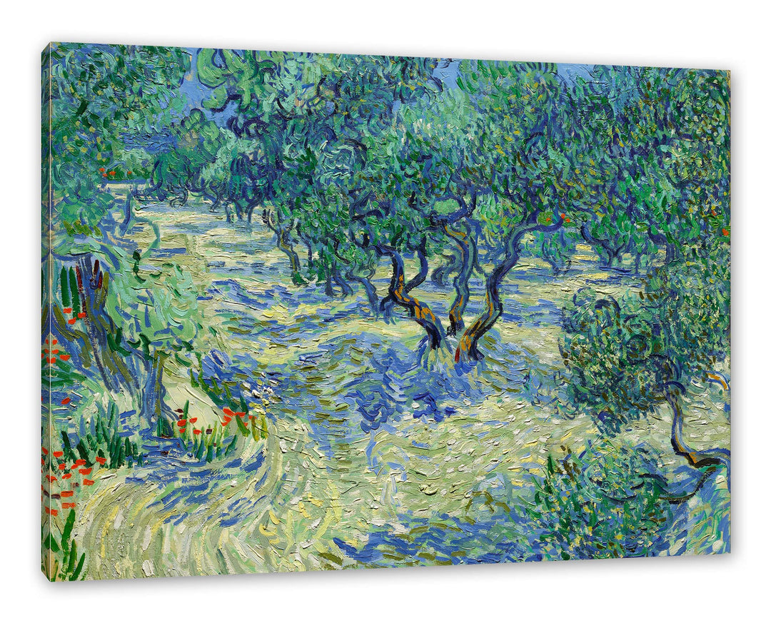Vincent Van Gogh - Oliven-Feld als Leinwandbild / Grösse: 100x70 cm / Wandbild / Kunstdruck / fertig