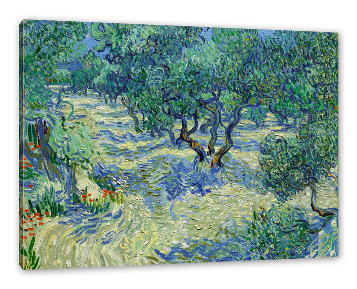 Vincent Van Gogh - Oliven-Feld als Leinwandbild / Grösse: 100x70 cm / Wandbild / Kunstdruck / fertig