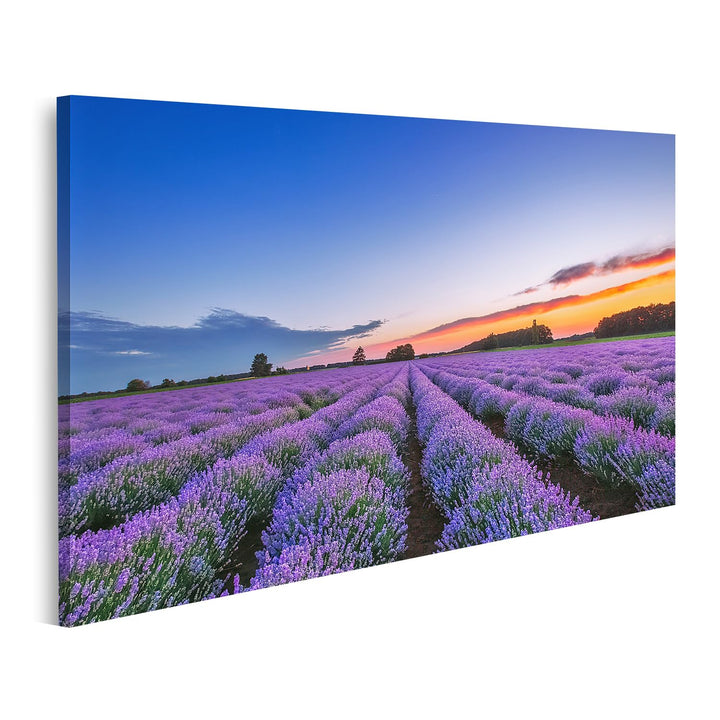 islandburner Bild auf Leinwand Sonnenaufgang Und Dramatische Wolken Über Lavendelfeld Bilder Wandbil