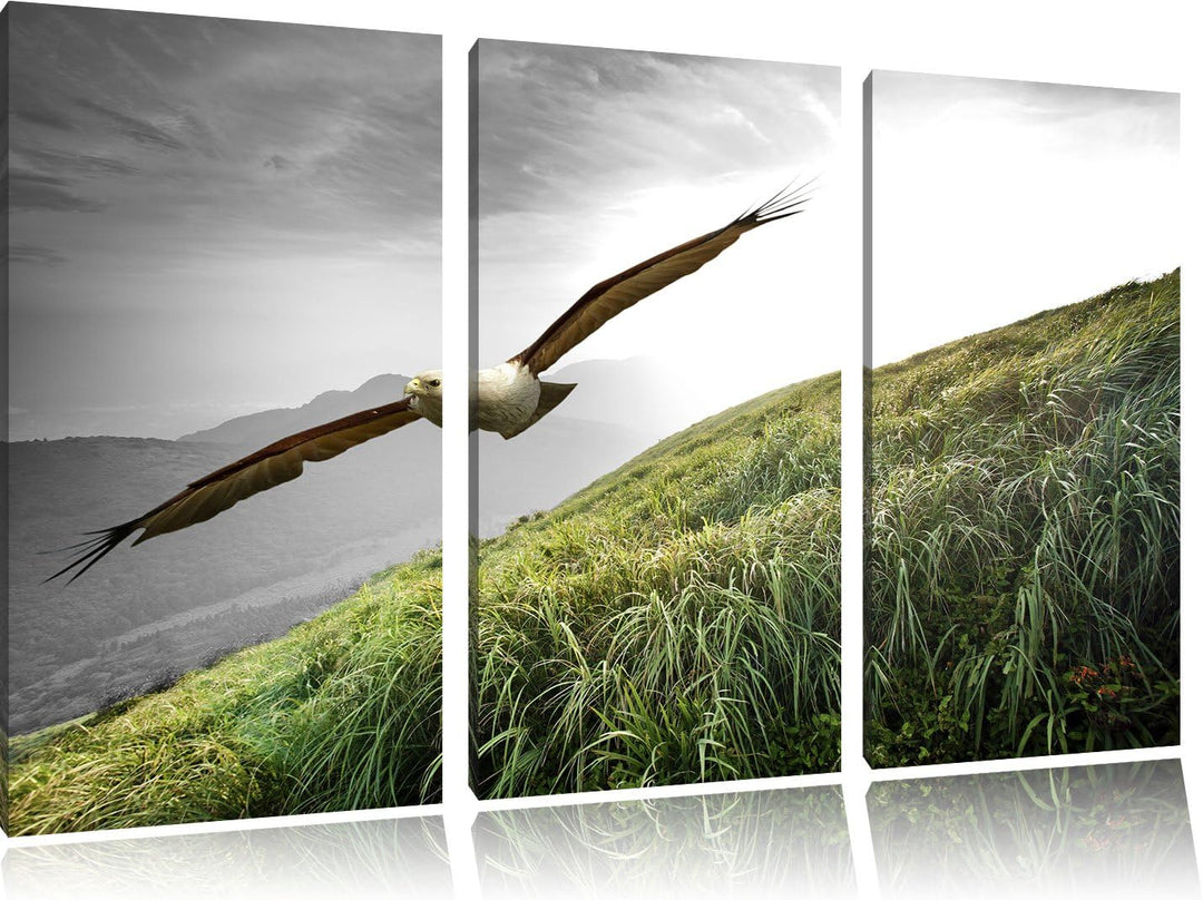 Pixxprint Majestätischer Weisskopfseeadler Schwarz/Weiss 3-Teiler Leinwandbild 120x80 Bild auf Leinw