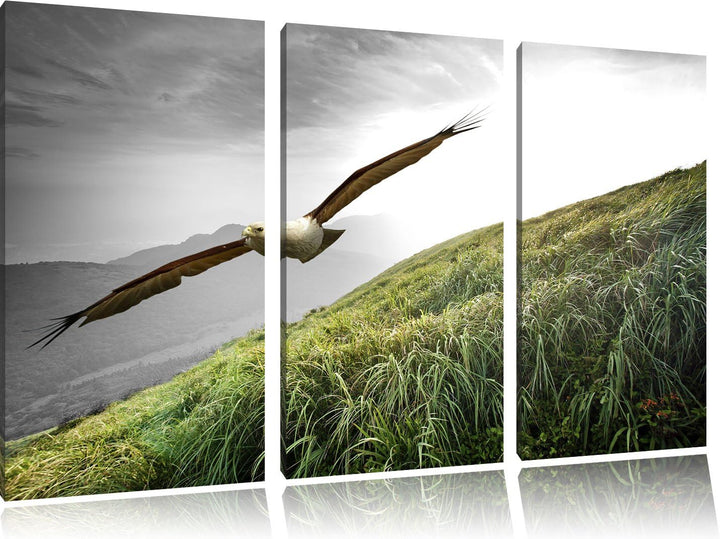 Pixxprint Majestätischer Weisskopfseeadler Schwarz/Weiss 3-Teiler Leinwandbild 120x80 Bild auf Leinw