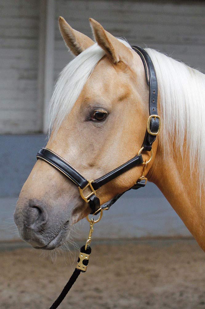 Harry's Horse Halster Leder, zwart met bies, Farbe:Silber, Grösse:cob M silight brauner, M silight b