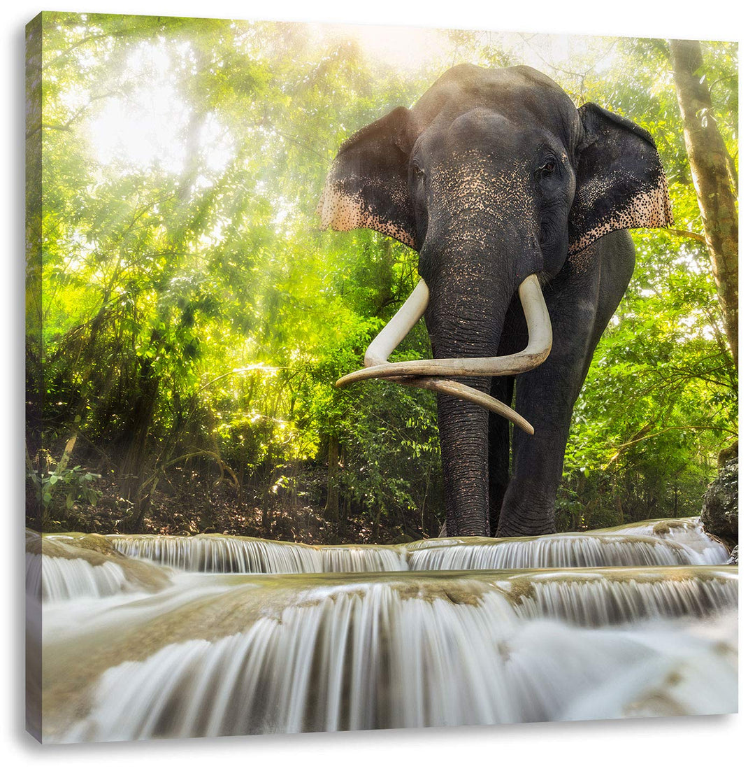 Pixxprint Elefant am Bach, Format: 70x70 auf Leinwand, XXL riesige Bilder fertig gerahmt mit Keilrah