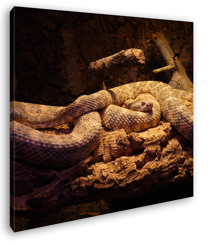 deyoli Zwei Klapperschlangen im Terrarium Format: 60x60 als Leinwandbild, Motiv fertig gerahmt auf E