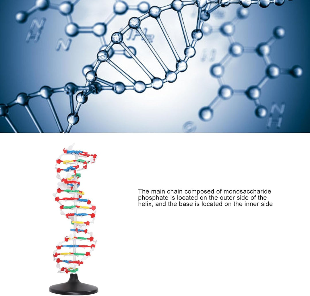 DNA-Strukturmodell, Plastisches Pädagogisches DNA-Doppelhelix-Modell, Lehrmittel für den Biologieunt