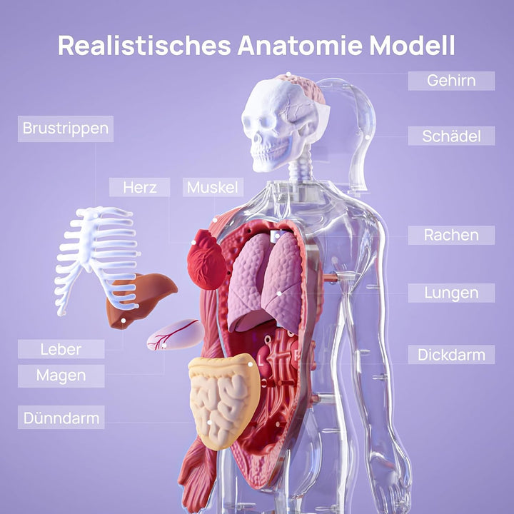 Science Can Anatomiemodell für Kinder, Menschliche Körper Set, Interaktive Spielzeug - Englisch, 22c